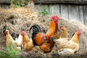 減少家禽排泄物中氨氣散發