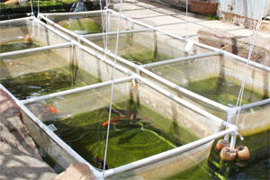 水產養殖益生菌 淨化水質提升免疫力