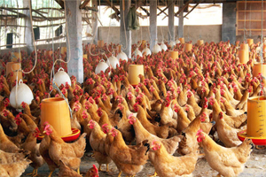 養雞場飲用水微生物污染危害及水線清洗殺菌的重要性