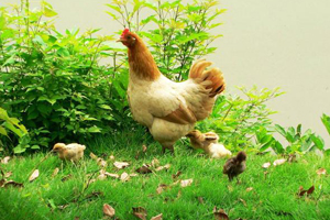 養殖戶如何給雞餵水，才能達到最佳的效果？